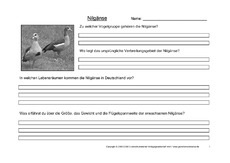 Arbeitsblatt-Nilgänse-1.pdf